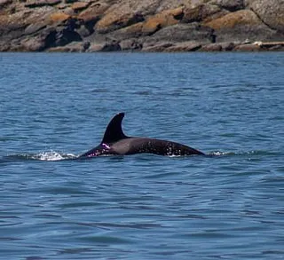 Bigg’s Killer Whales Inter-Island