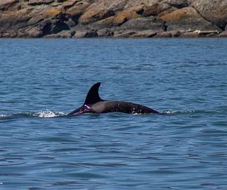 Bigg’s Killer Whales Inter-Island