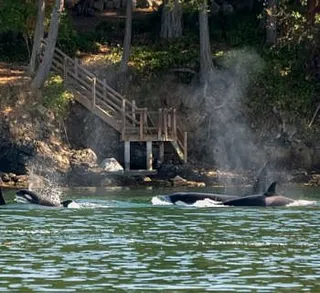 Two Families of Killer Whales