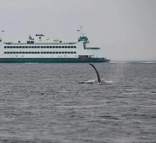 Overcast Killer Whales