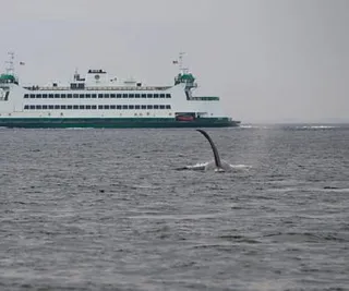 Overcast Killer Whales