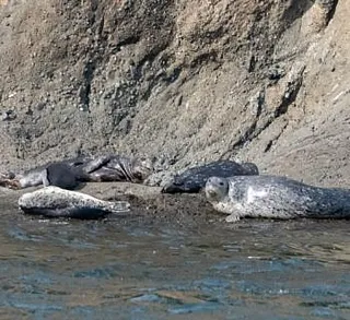 Whales in Saanich Inlet!