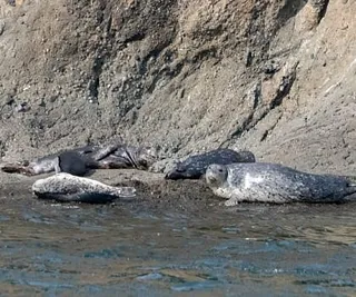 Whales in Saanich Inlet!