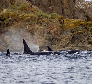 Killer Whales Through the Islands