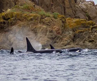 Killer Whales Through the Islands
