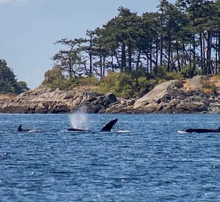 Nine Killer Whales by Friday Harbor