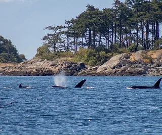 Nine Killer Whales by Friday Harbor