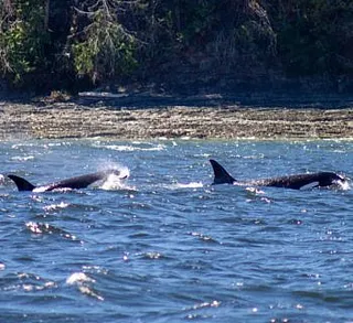 Killer Whales Hunting