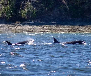 Killer Whales Hunting