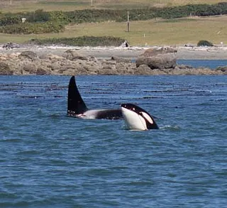 T99s at the Tip of Our Range