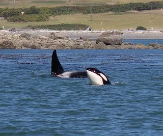 T99s at the Tip of Our Range