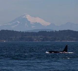 Orcas and a Minke Whale!