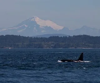 Orcas and a Minke Whale!