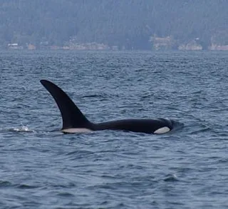 Killer Whales and Marbled Murrelets