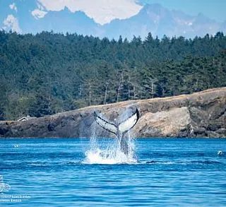 Orcas and a Humpback Whale!