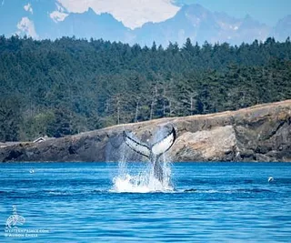 Orcas and a Humpback Whale!
