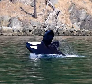 Humpbacks and Orcas by Friday Harbor