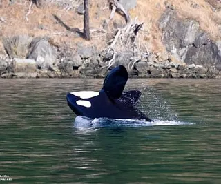 Humpbacks and Orcas by Friday Harbor