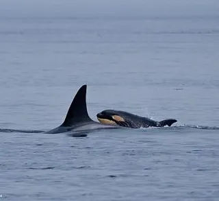Two Families of Orcas