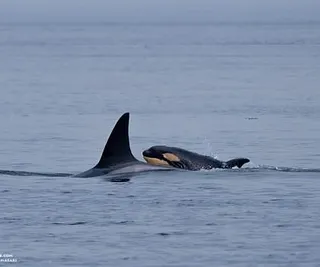 Two Families of Orcas
