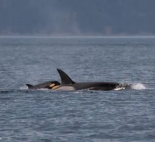 Newest Bigg’s Killer Whale