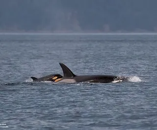 Newest Bigg’s Killer Whale