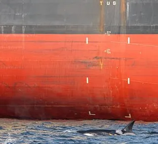 Killer Whales in Samson Narrows