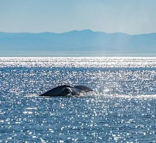 Orcas and “Octo” the Humpback
