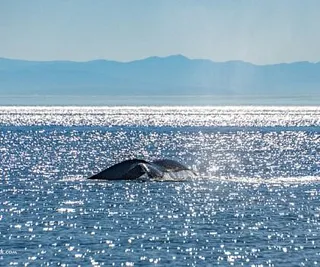 Orcas and “Octo” the Humpback