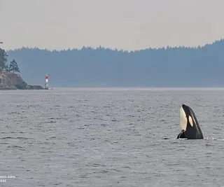 Whales in Swanson Channel
