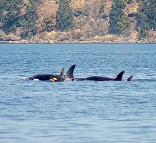 Three Orca Families Traveling Together