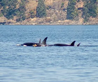 Three Orca Families Traveling Together