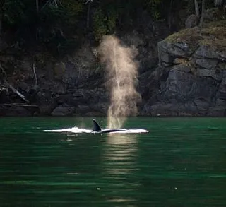 Killer Whales and a Humpback in the Fog