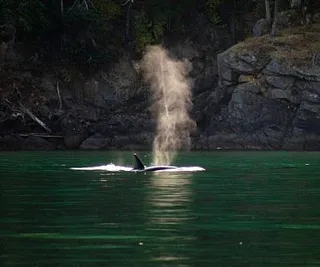 Killer Whales and a Humpback in the Fog