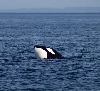 Orcas in Boundary Pass