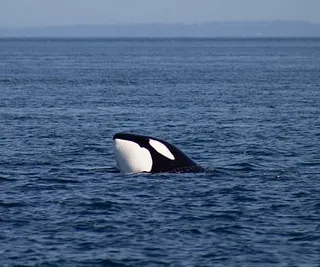 Orcas in Boundary Pass
