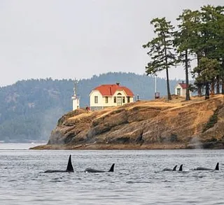 Orcas at Turn Point Light