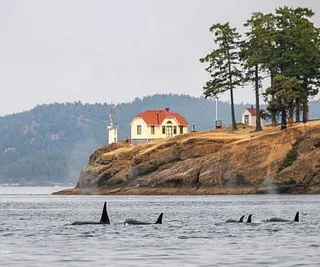 Orcas at Turn Point Light