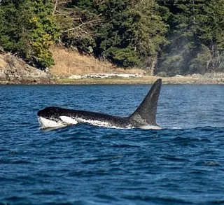 Orcas and Humpbacks in the Fall