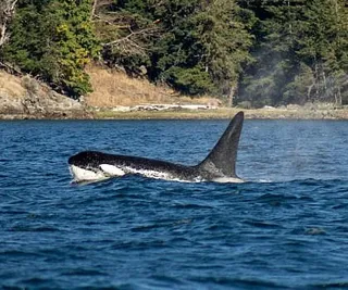 Orcas and Humpbacks in the Fall
