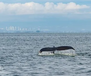 The T60 Brothers and a Humpback