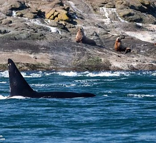 Sunny day with Orcas