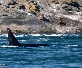Sunny day with Orcas