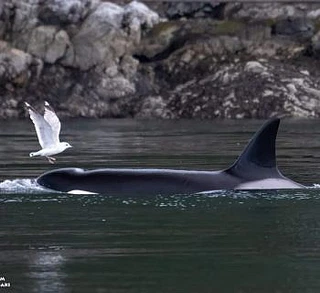 Springtime Orcas