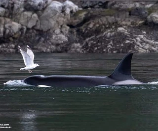 Springtime Orcas