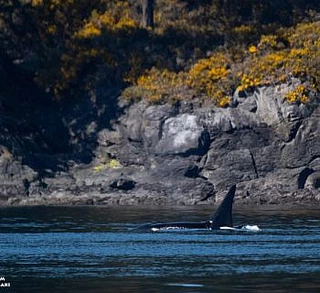 Winnie the Pooh Whales