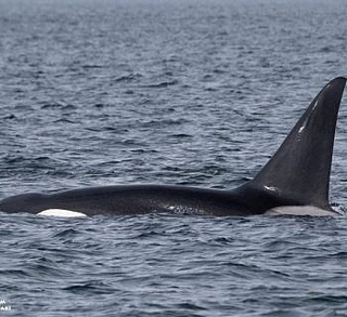 Farthest Trip of the Season!