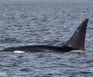 Farthest Trip of the Season!