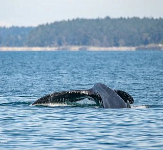 Humpbacks Split Fluke and Zig Zag