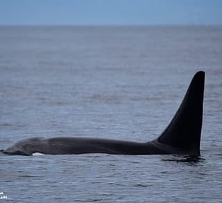 Three Species of Whale!